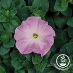 Petunia - Madness Series - Lilac