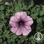 Petunia Flower Seeds - Madness Series - Orchid