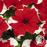 Petunia - Madness Series - Red Picotee