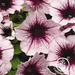 Petunia - Madness Series - Plum Crazy