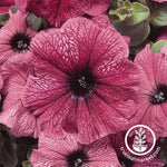 Petunia - Madness Series - Plum