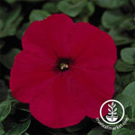 Petunia - Madness Series - Red