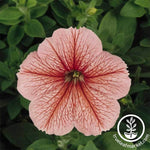 Petunia Flower Seeds - Madness Series - Spring