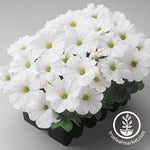 Petunia - Madness Series - White