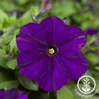 Petunia - Picobella Series - Blue