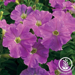 Petunia - Picobella Series - Light Lavender