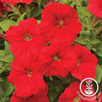 Petunia - Picobella Series - Red