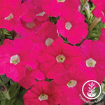 Petunia - Picobella Series - Rose