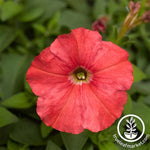 Petunia - Picobella Series - Salmon