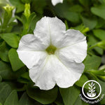 Petunia - Picobella Series - White