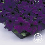 Petunia Supercascade Series pelleted Blue Seed