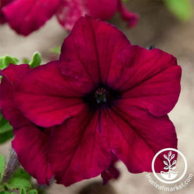 Petunia Supercascade Series pelleted Burgundy Seed