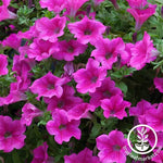 Petunia Supercascade Series pelleted Pink Seed