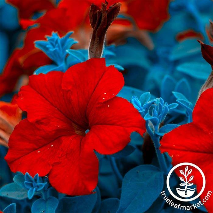 Petunia Vintage Lone Star Seed Packet, Heavenly Blue