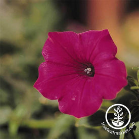 Petunia Tidal Wave Series (pelleted) Cherry Seeds