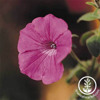 Hot Pink Petunia Seeds