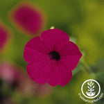 Purple Petunia Seeds