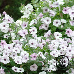 Petunia Tidal Wave Series pelleted Silver Seed