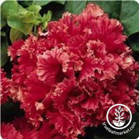 Rhubarb Crowns - Spring - Valentine