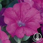 Petunia Wave Series pelleted Lavender Seed