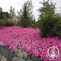 Petunia Wave Series pelleted Pink Seed