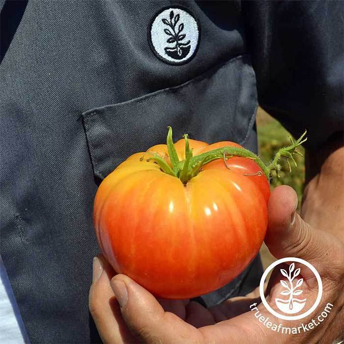 Burbank Slicing- Organic Tomato Seeds