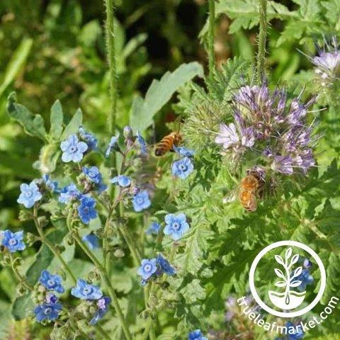 Edible Flower Mix Seeds