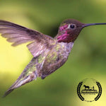 pollinator mix hummingbird feed