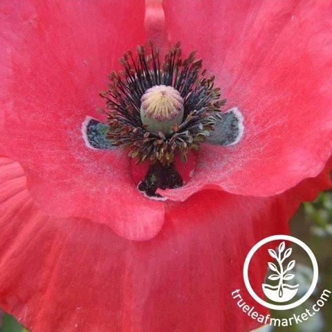 Poppy Power Pollinator Flower Mix