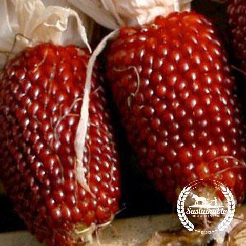 Organic Strawberry Popcorn Seeds