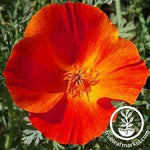 California Poppy Mikado Red Flower Seeds