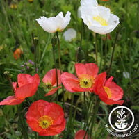 California Poppy Seeds - Formula Mix