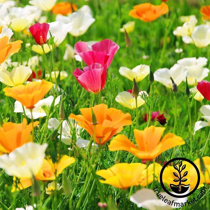 NON GMO Poppy Gardening Seeds