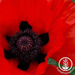 Poppy Oriental Allegro Seed