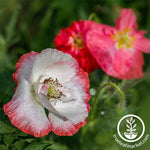 Poppy Shirley Double Mixture Seed