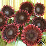 Procut Sunflower Seeds - Red