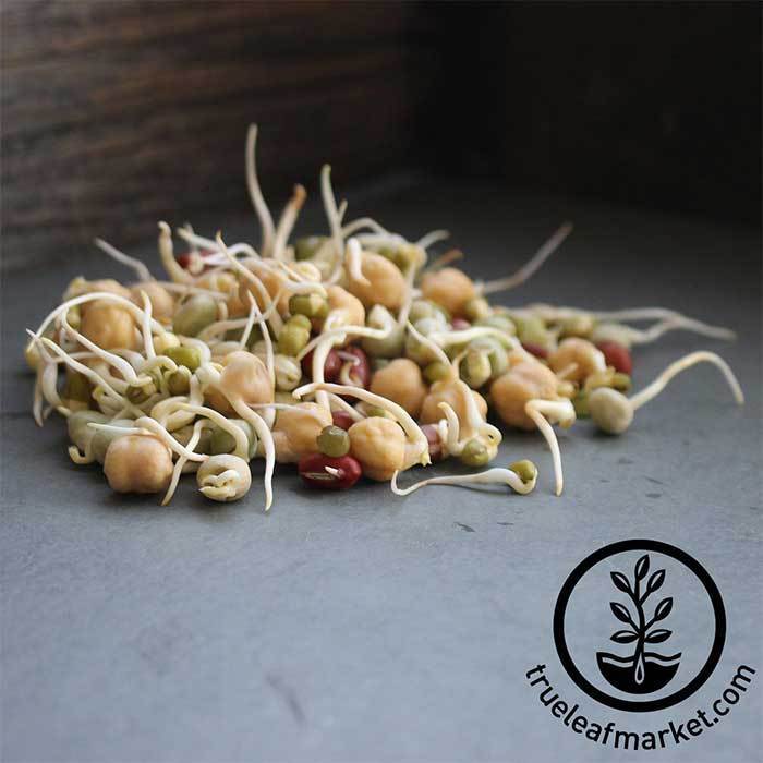 Protein Powerhouse Mix (Organic) - Sprouting Seeds