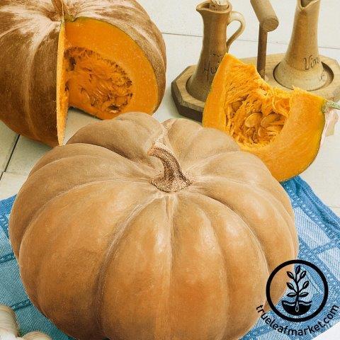 Pumpkin Seeds - Autumn Buckskin F1