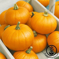 Pumpkin Seeds - Autumn Gold Bush F1