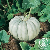 Pumpkin Seeds - Blue Harvest F1