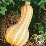 Squash Seeds - Winter - Cushaw Orange Striped