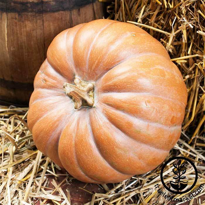 Pumpkin Fairytale Seed