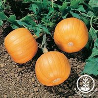 Pumpkin Seeds - Harvest Queen F1