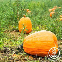 Pumpkin Jack O Lantern Seed