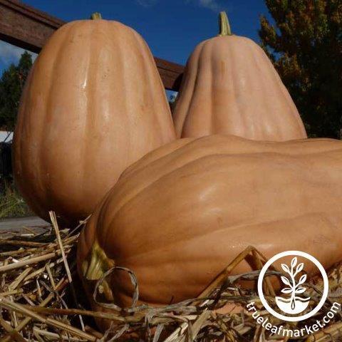 Kentucky Field Pumpkin Seeds