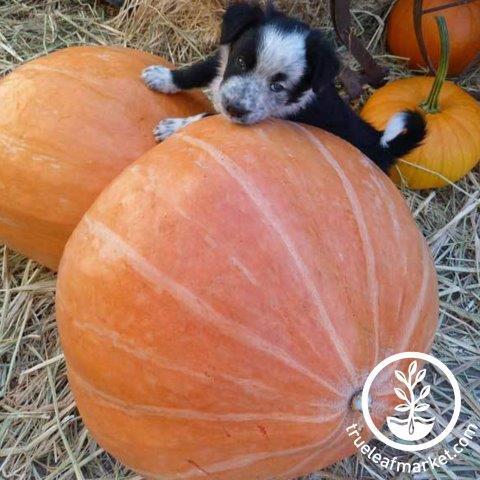 mammoth gold pumpkin