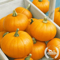 Pumpkin Seeds - Spookie - Organic