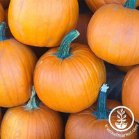 Pumpkin Jack O’Lantern Organic Seed Pack LV