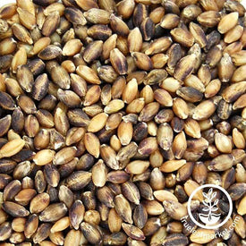 Non-GMO Organic Hulled Purple Barley Seed