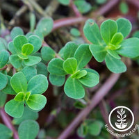 Purslane Green Seed